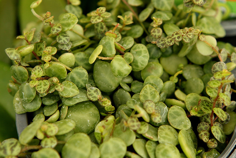 Peperomia Prostrata