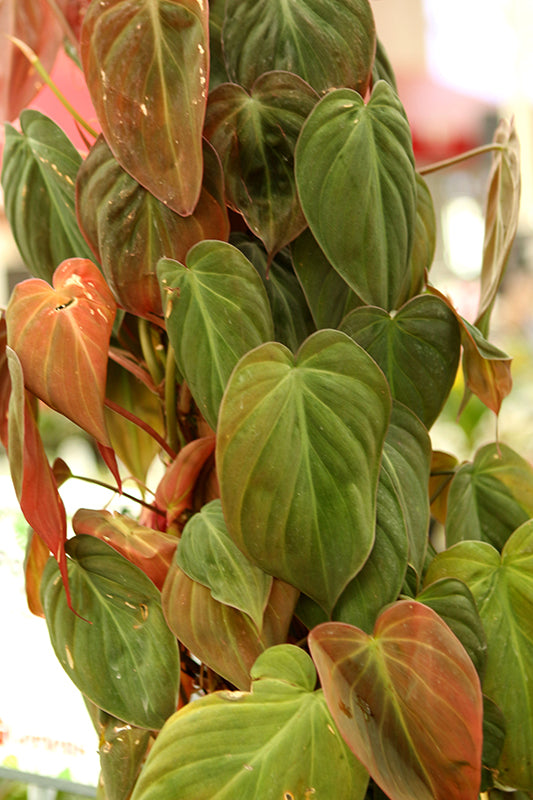 Philodendron hederaceum