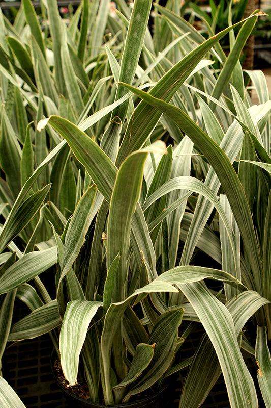Sansevieria 'Sayuri'