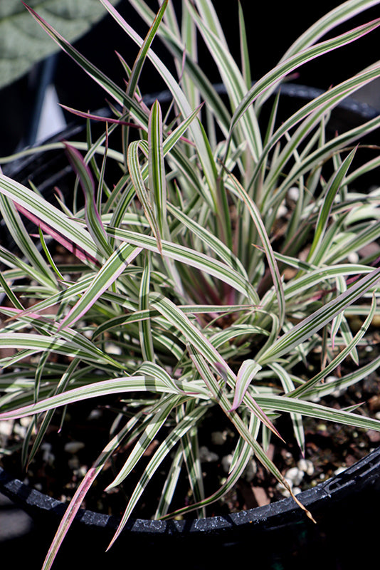 Schizachrium scoparium 'Chameleon'