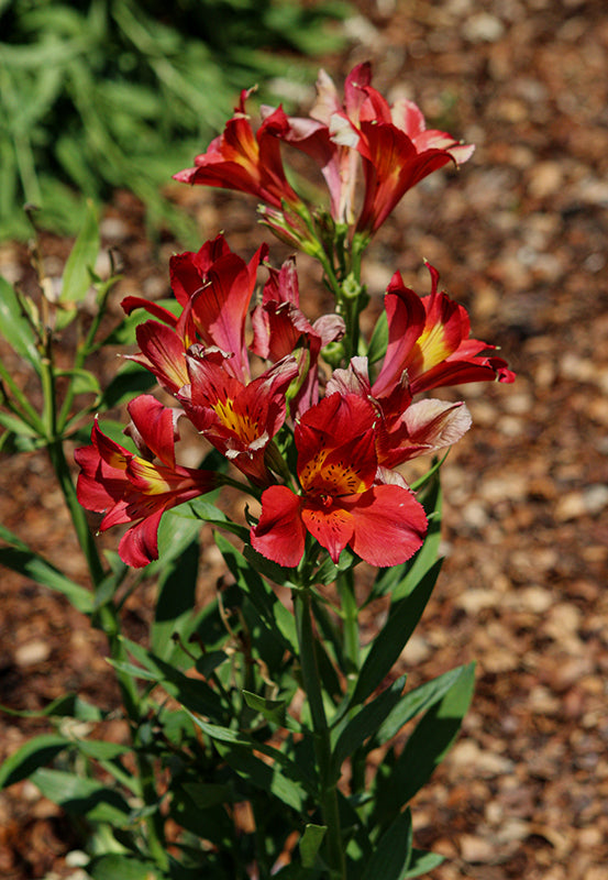 Alstroemeria 'Summer Heat Red'