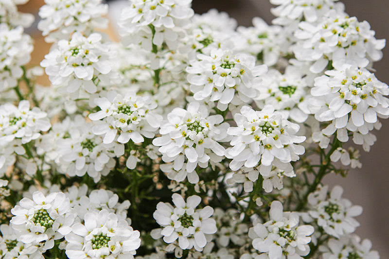 Iberis sempervirens 'Candy Ice'
