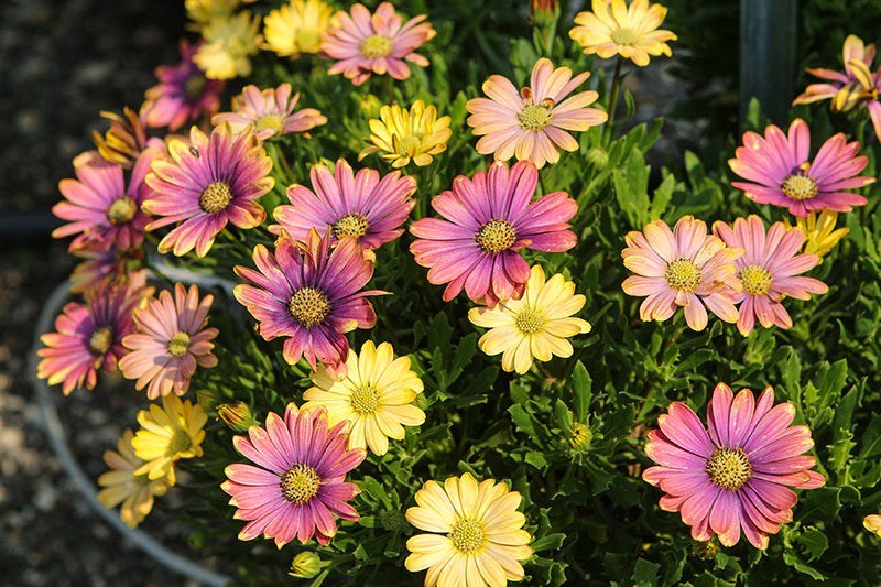 Osteospermum ecklonis 'Zion Pink Sun'