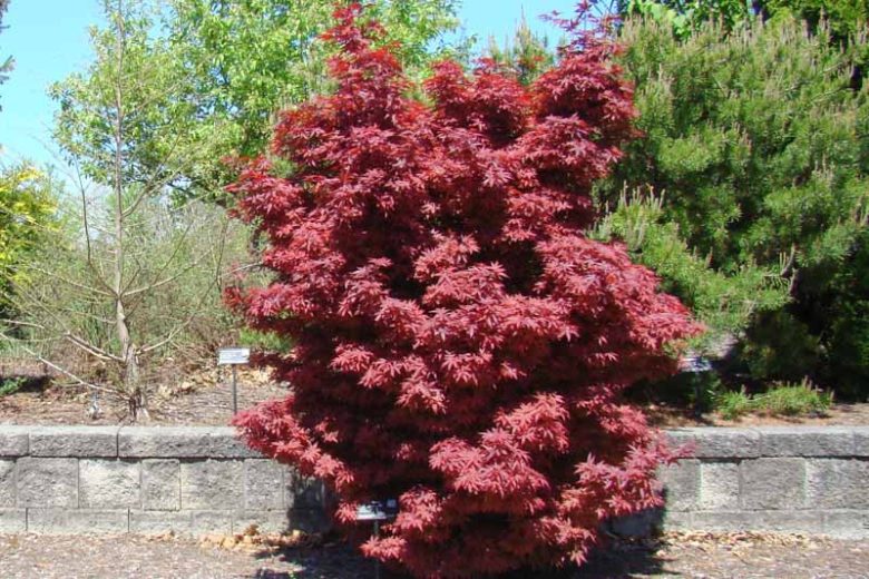 Acer palmatum 'Twombley's Red Sentinel'