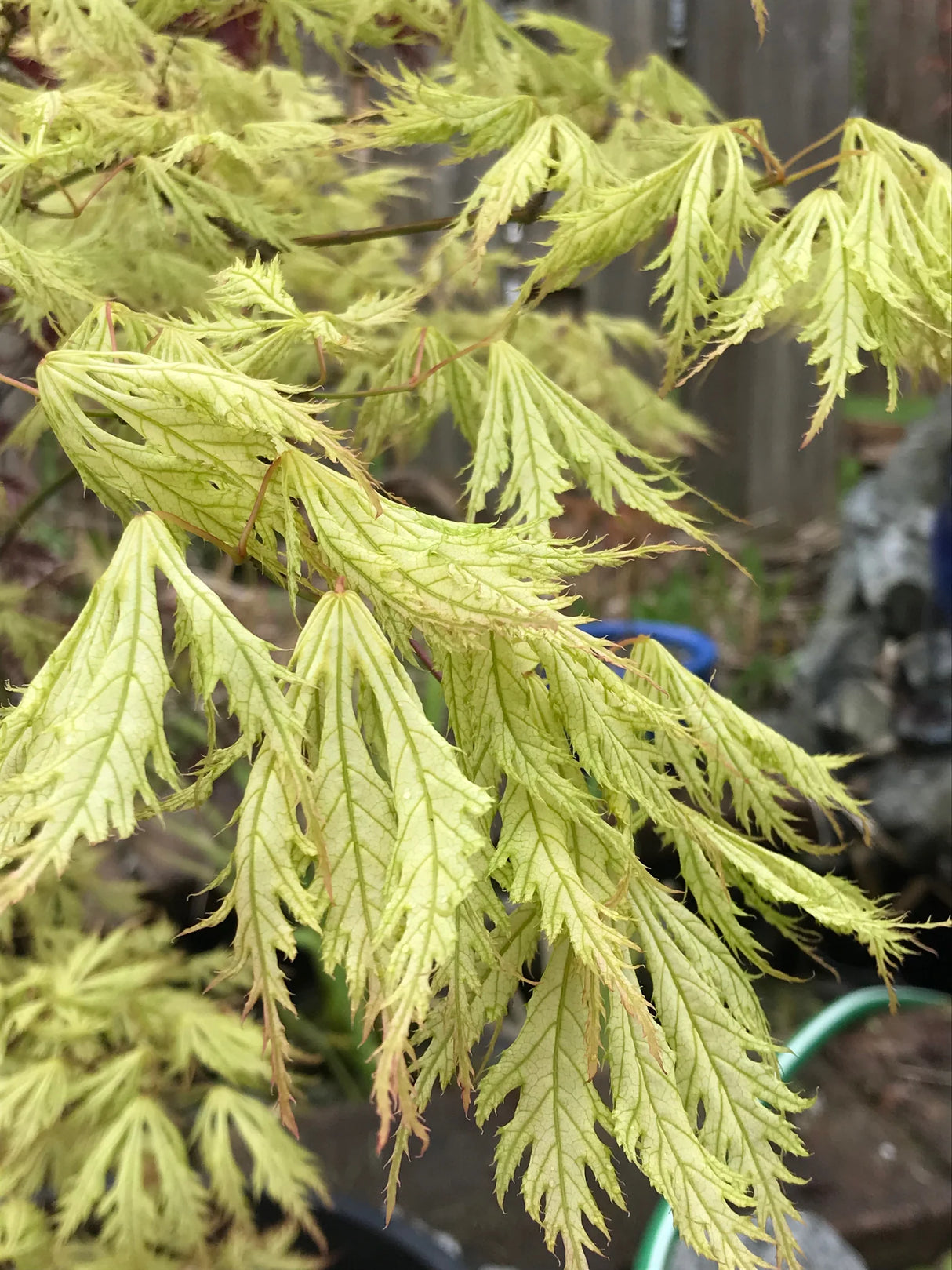 Acer palmatum 'Sister Ghost'