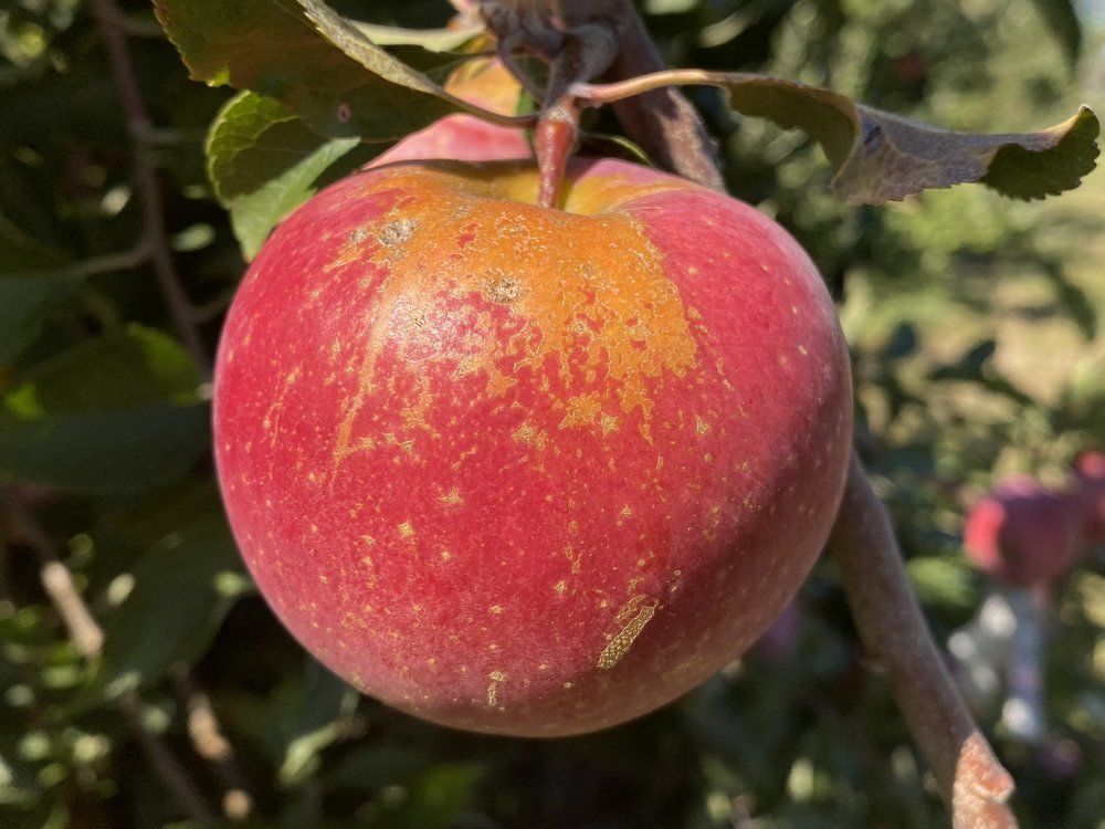 Apple - Malus 'Florina'
