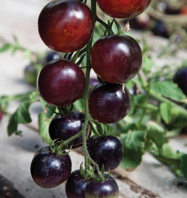 Tomatoes - Indigo Rose - Certified Organic