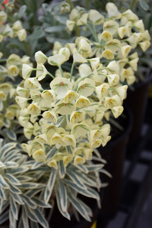 Euphorbia 'Tasmanian Tiger'