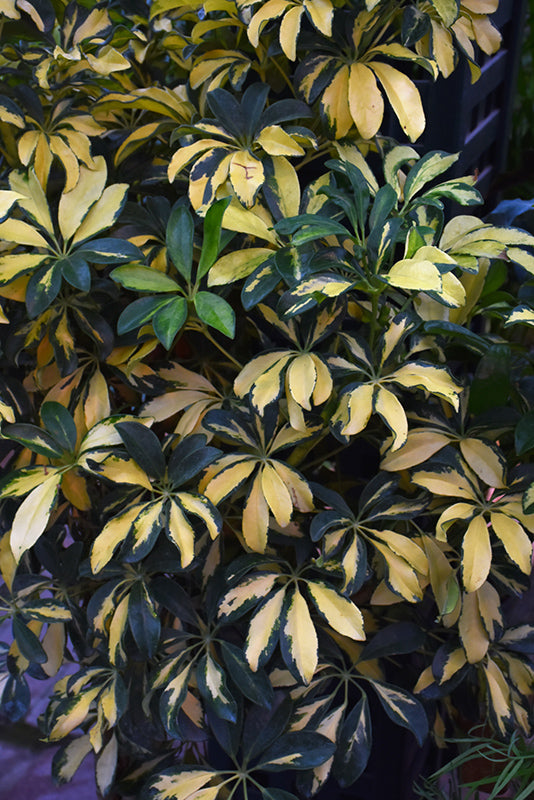 Schefflera arboricola 'Trinette'