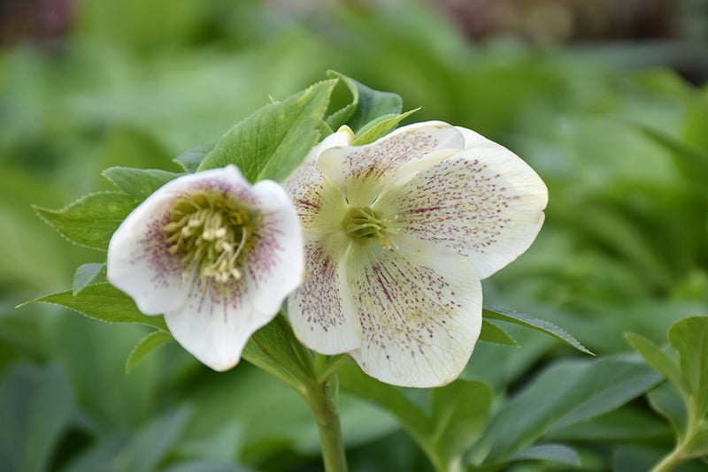 Helleborus 'Conny'