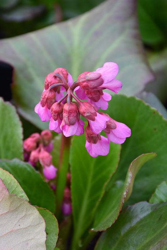 Bergenia 'Bressingham Ruby'