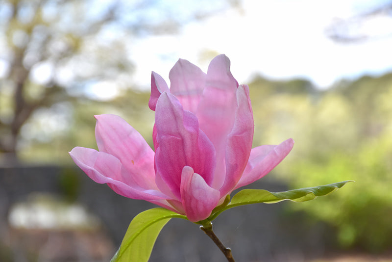 Magnolia 'Daybreak'