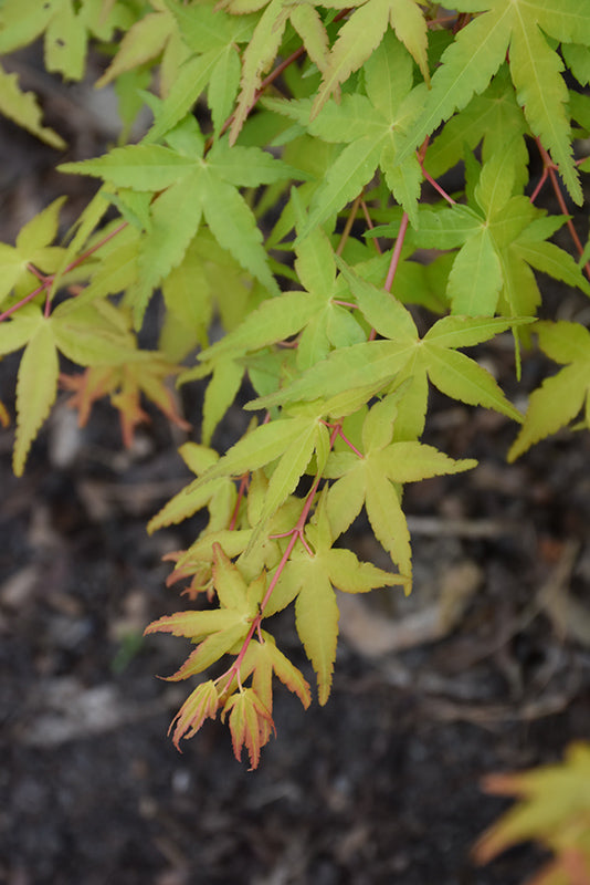 Acer palmatum 'Calico'