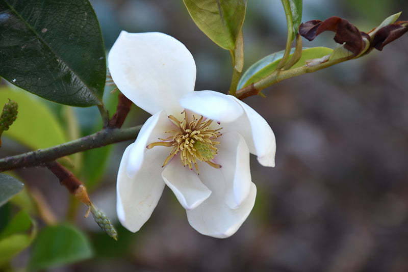 Michelia doltsopa 'Fairy Blush'