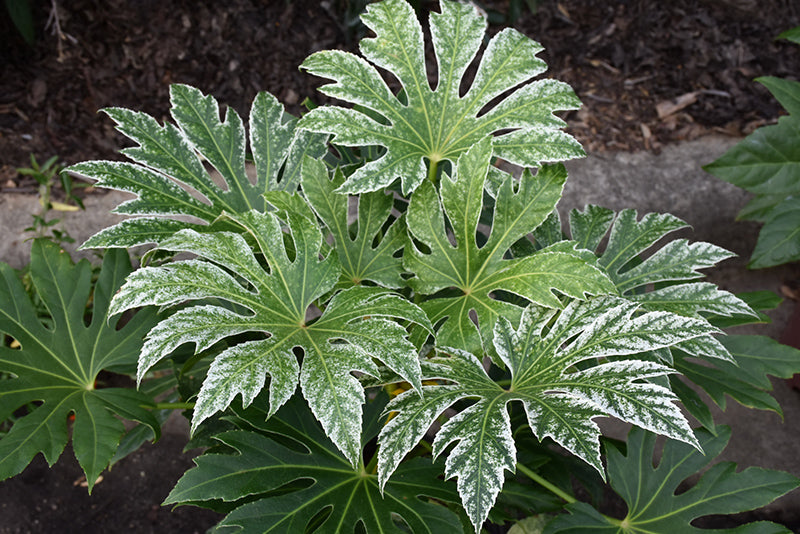 Fatsia japonica 'Spider Web'