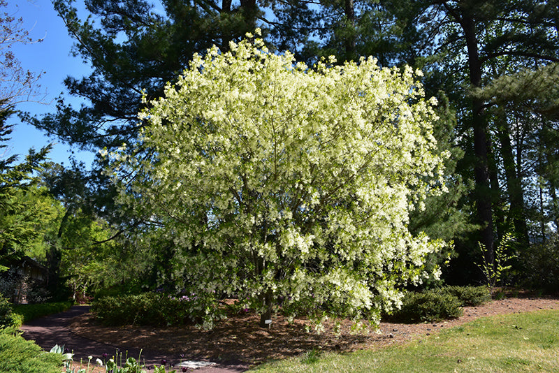 Chionanthus virginicus