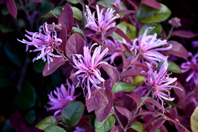 Loropetalum 'Ruby'