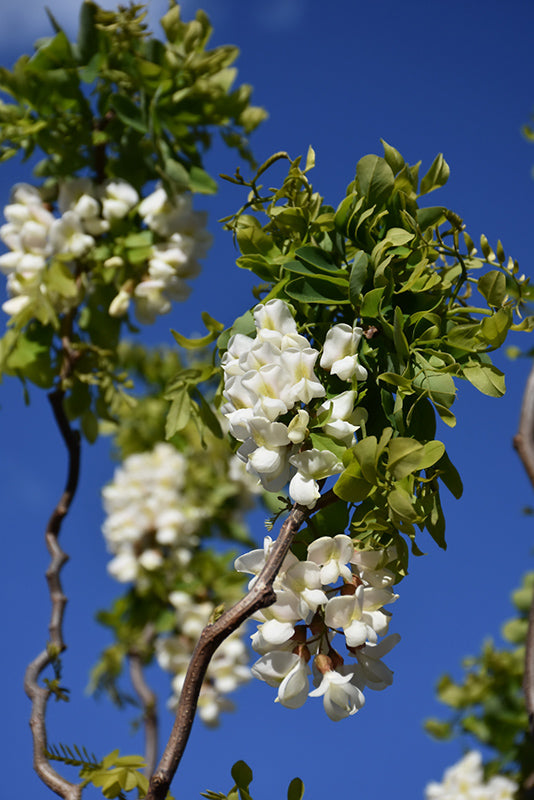 Robinia pseudoacasia 'Twisty Baby'