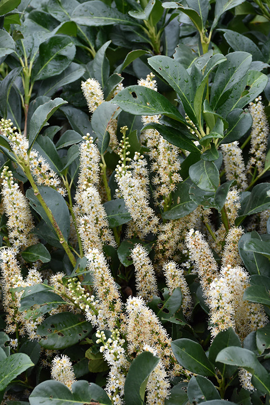 Prunus laurocerasus 'Etna'