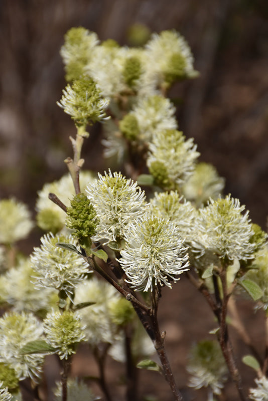 Fothergilla x intermedia 'Mt. Airy'