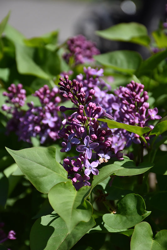 Syringa vulgaris 'Prairie Petite'