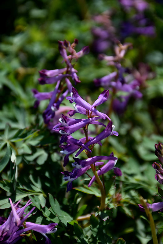 Corydalis 'Blackberry Wine'