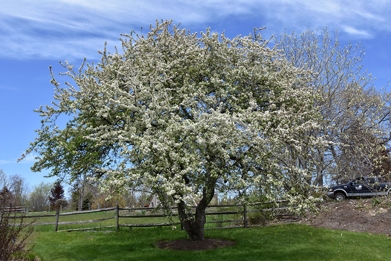 Apple - Malus 'Snowdrift'