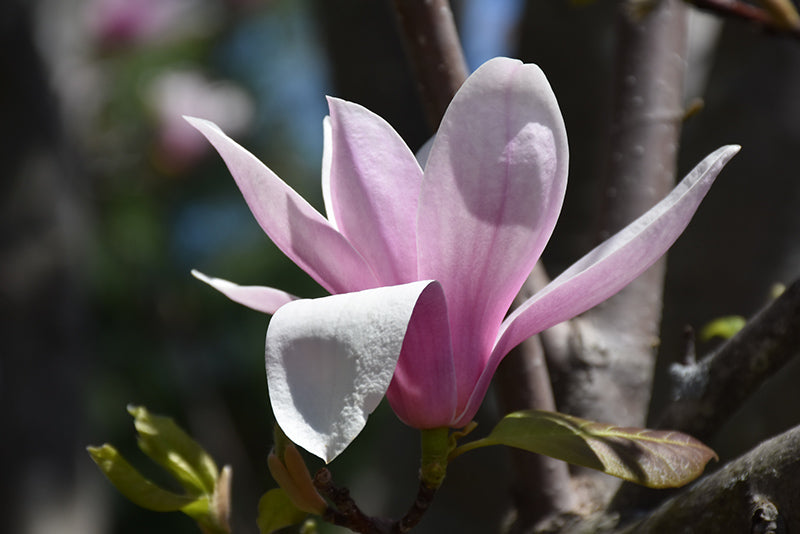 Magnolia soulangeana 'Alexandrina'