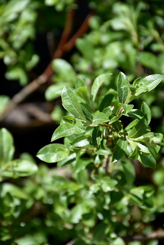 Salix gracilistyla 'Mount Aso'