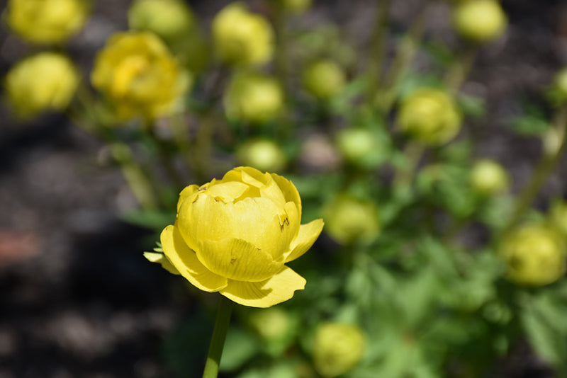 Trollius europaeus f. compactus 'Lemon Supreme'