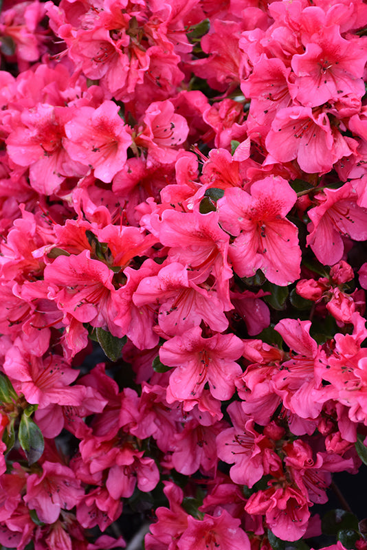 Azalea japonica 'Girard's Crimson'