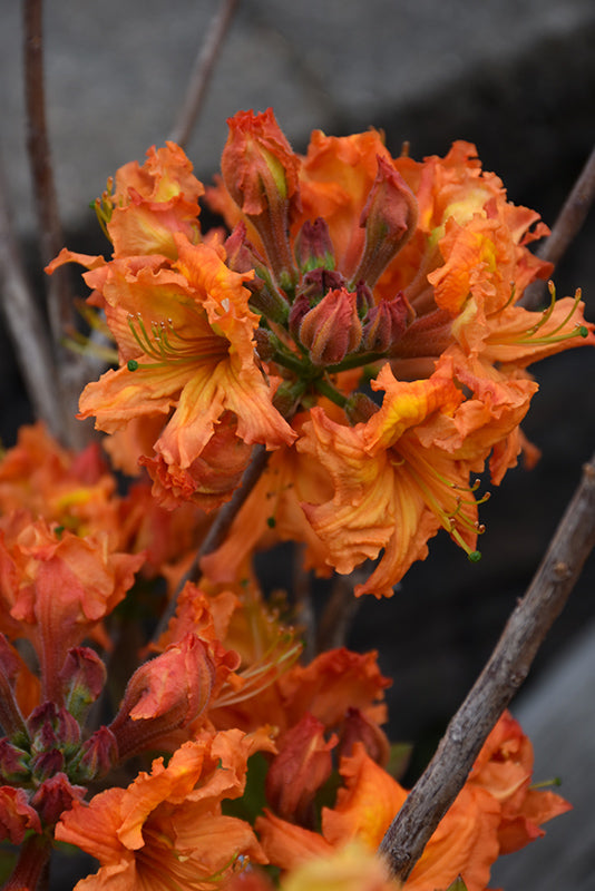 Azalea 'Gibraltar'