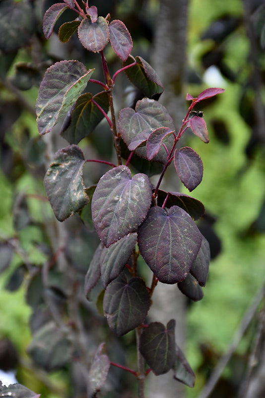 Cercidiphyllum japonica 'Red Fox'