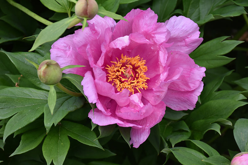 Paeonia itoh 'First Arrival'