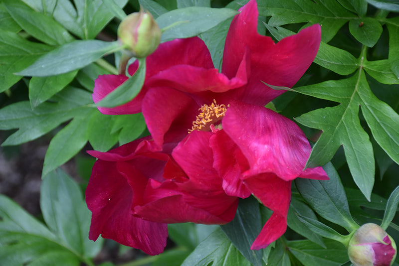 Paeonia itoh 'Scarlet Heaven'