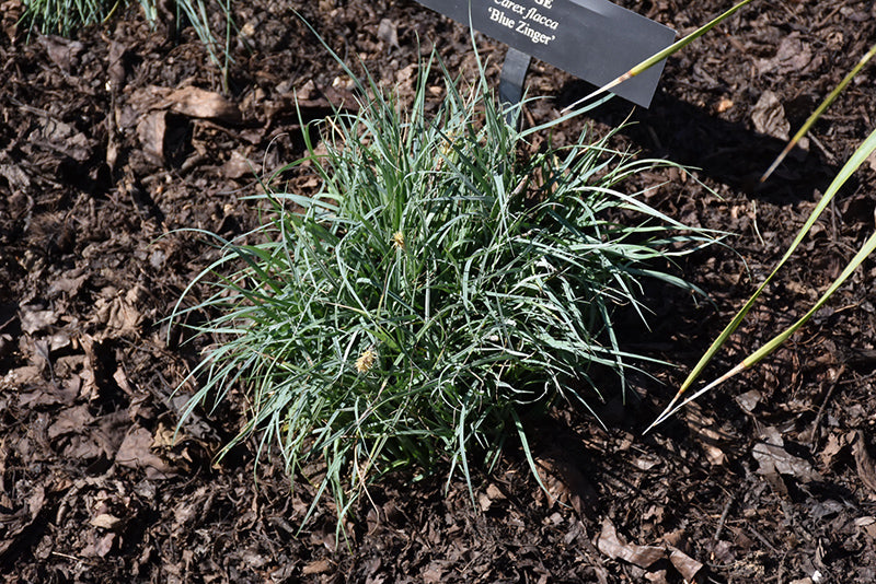 Carex glauca 'Blue Zinger'