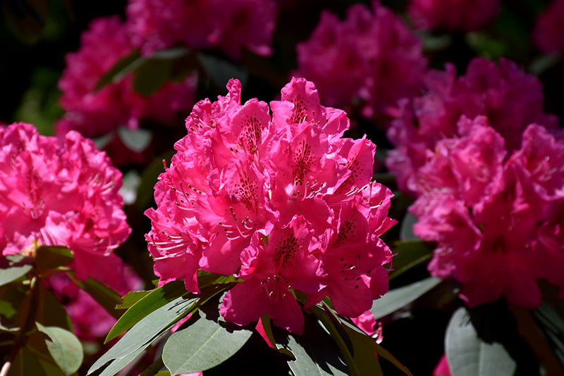 Rhododendron 'Cynthia'