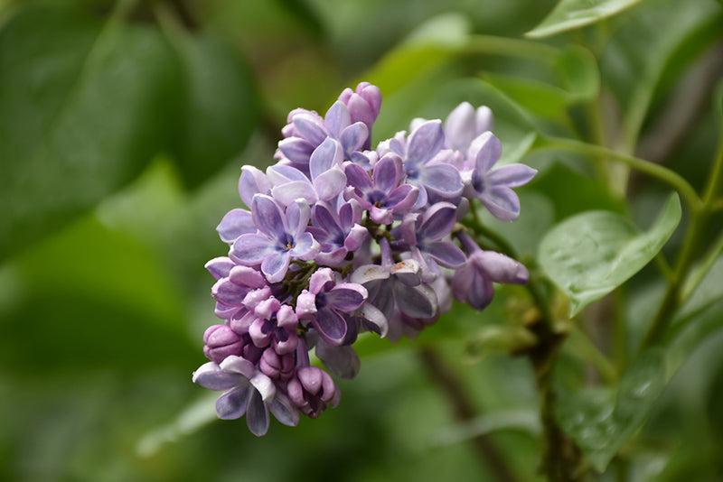 Syringa vulgaris 'Wonderblue'