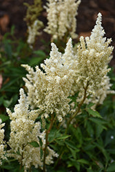 Astilbe x arendsii 'Short N Sweet Whiteberry'