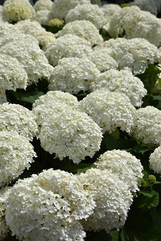 Hydrangea arborescens 'Incrediball'