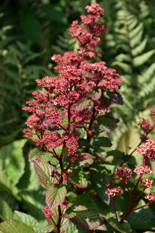 Rodgersia pinnata 'Bronze Peacock'