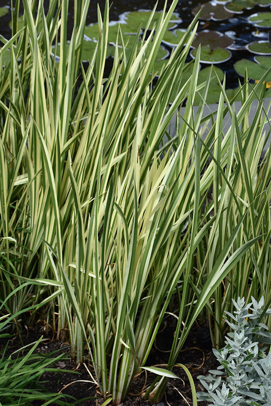 ACORUS CAL. VARIEGATUS 5"