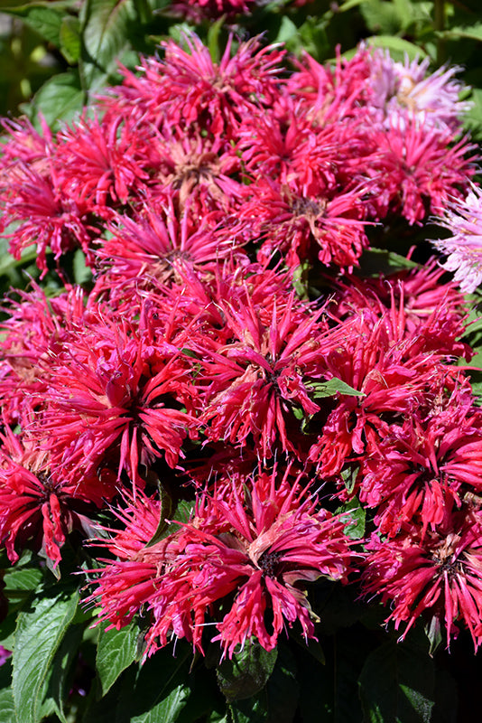 Monarda Sugar Buzz 'Cherry Pops'