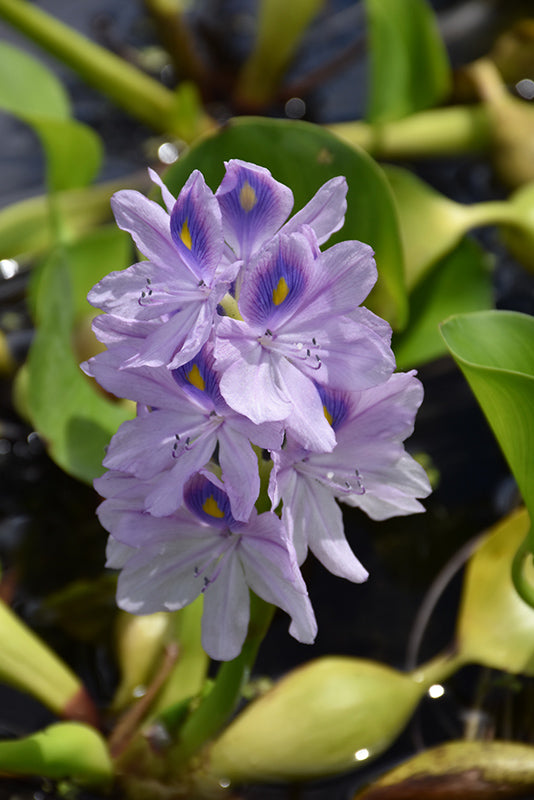 Eichhornia Crassipies