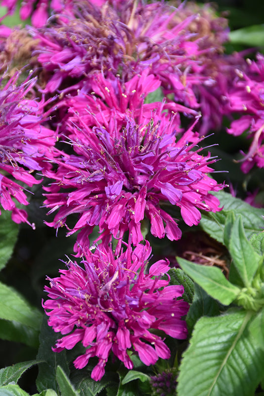 Monarda Sugar Buzz 'Grape Gumball'