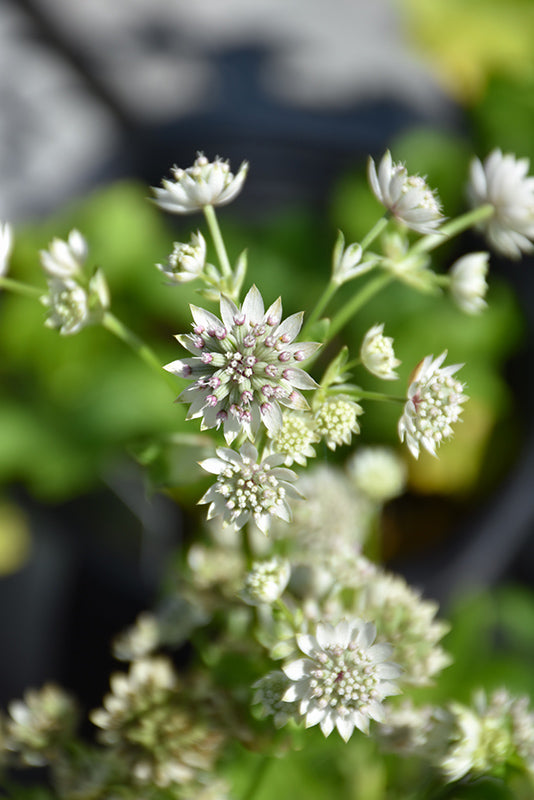Astrantia major 'Star of Billion'