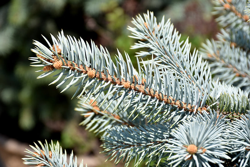 Picea pungens 'Crystal Blue'