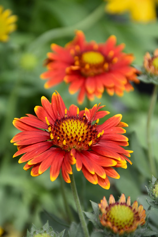 Gaillardia 'Red Shades'