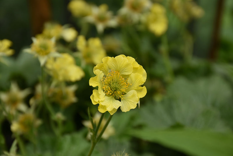 Geum 'Banana Daiquiri'