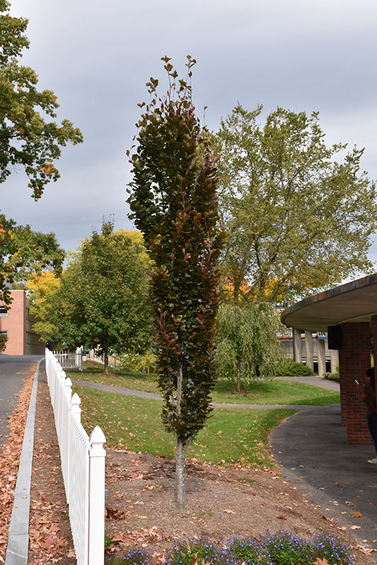 Fagus sylvatica 'Dawyck Purple'